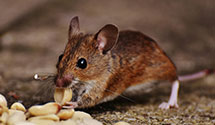 24 Hour & Emergency Exterminators in Palmer Springs, VA